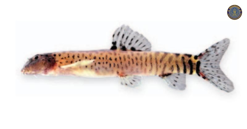 Schistura pantherina