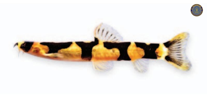 Schistura pridii