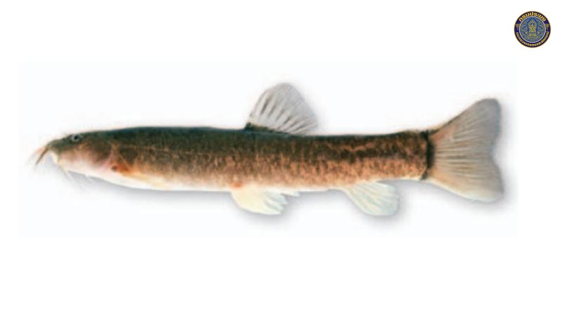 Schistura sirindhornae