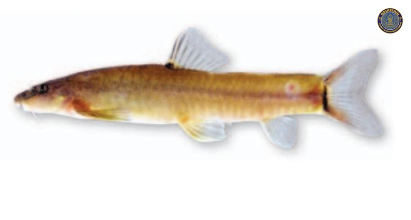 Schistura tenebrosa