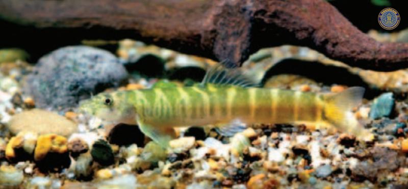 Schistura udomritthiruji