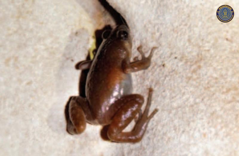 Siamophryne trogodytes
