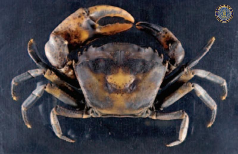 Siamthelphusa acutidens