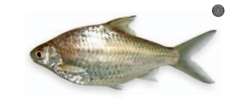 Sikukia gudgeri