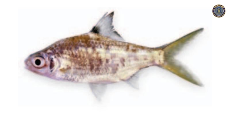 Sikukia stejnegeri