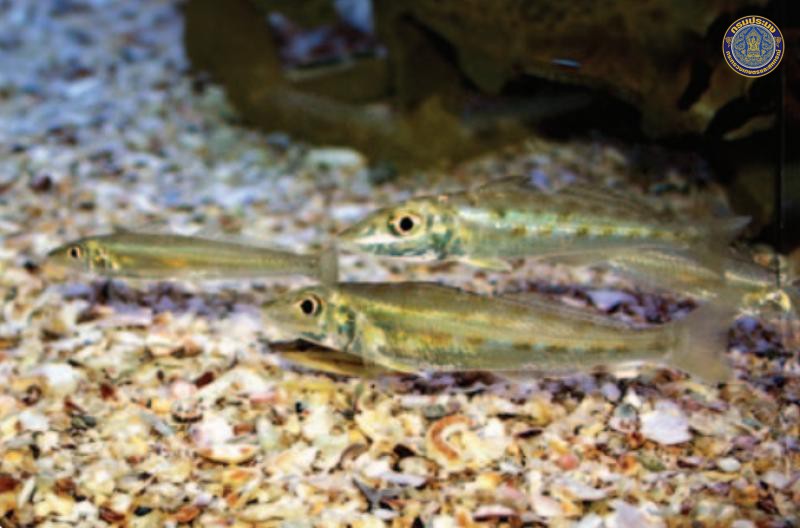 Sillago intermedius