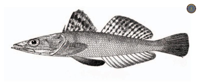 Sorsogona melanoptera