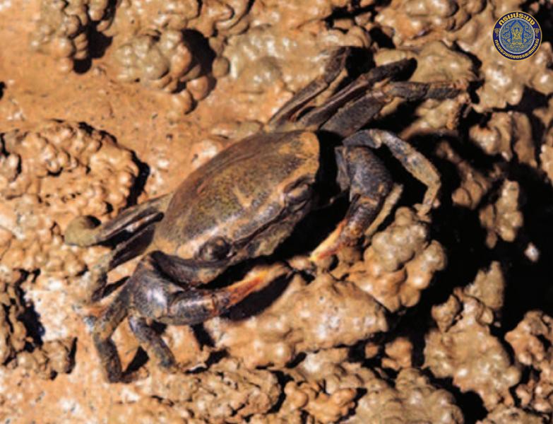 Stelomon erawanense
