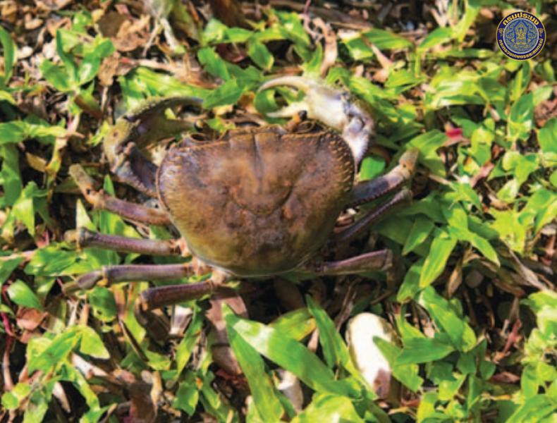 Stelomon kanchanaburiense