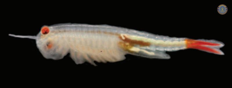 Streptocephalus siamensis