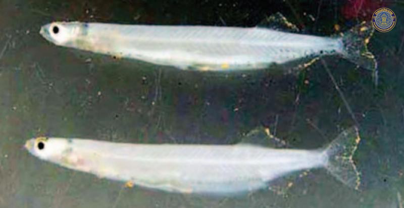 Sundasalanx mekongensis