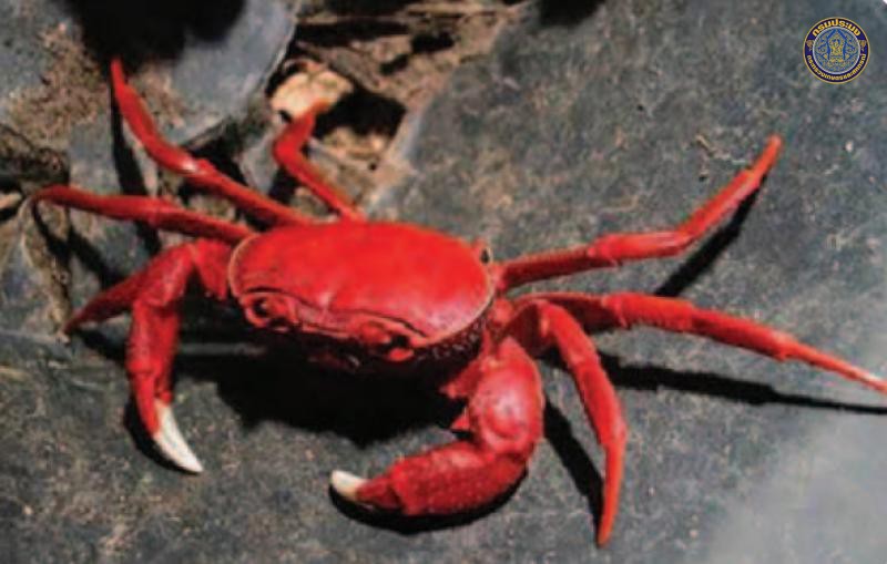 Takpotamon galyaniae