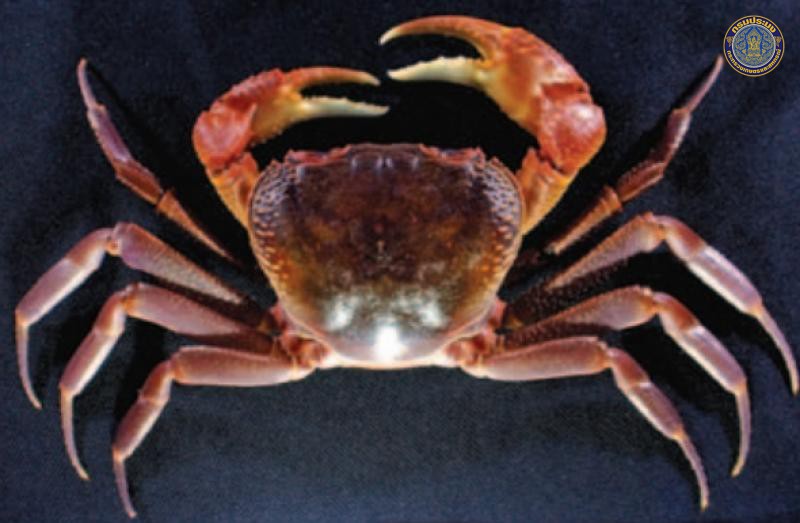 Takpotamon maesotense