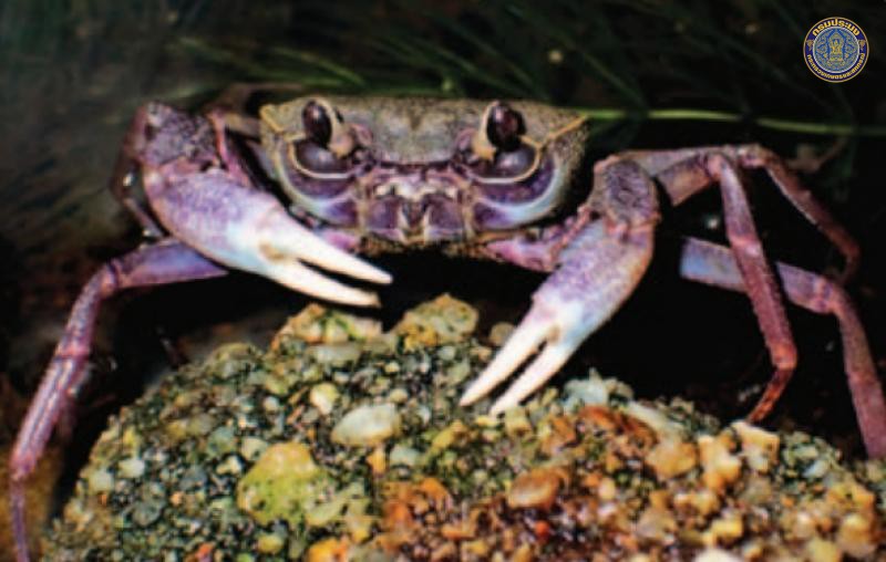 Terrapotamon longitarsus
