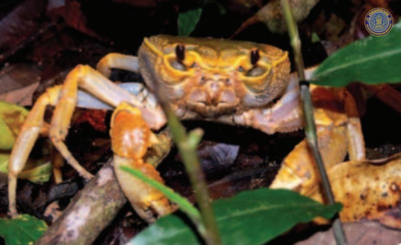 Terrapotamon phaibuli