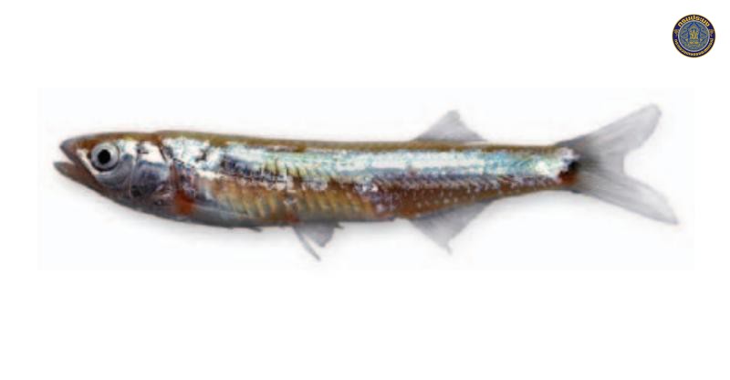 Thryssocypris wongrati