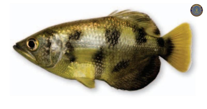 Toxotes siamensis