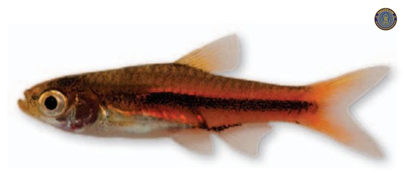 Trigonostigma somphongsi