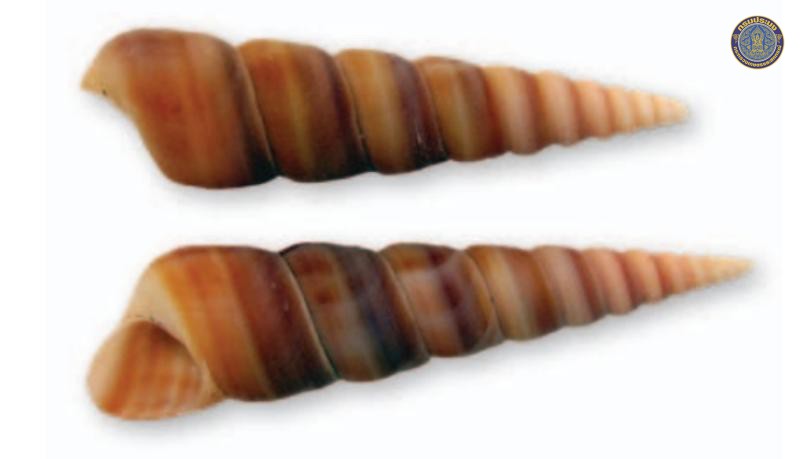 Turritella jompatamakanthini