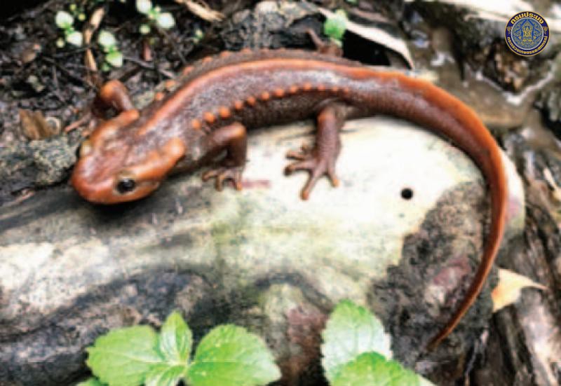 Tylototriton panhai