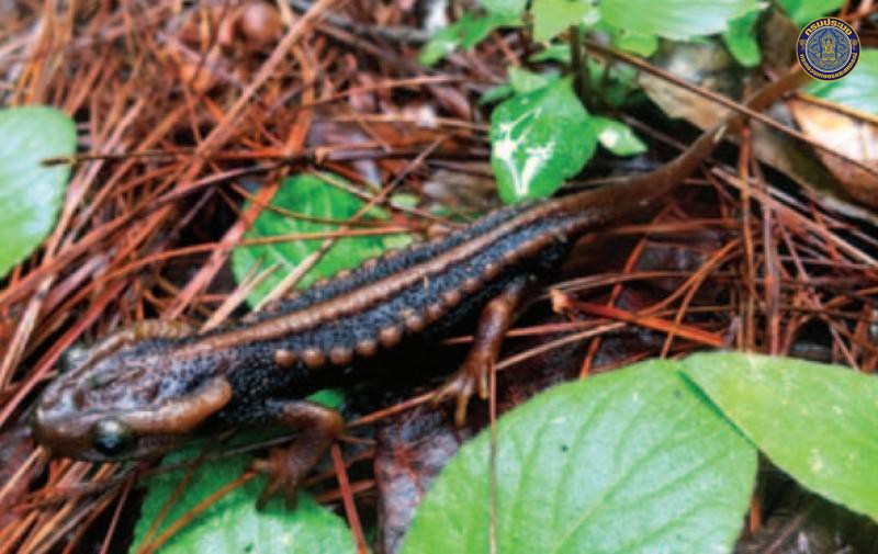 Tylototriton phukhaensis