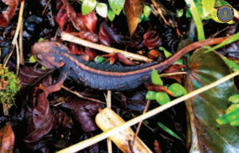 Tylototriton umphangensis