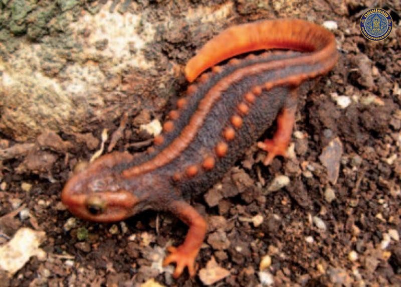 Tylototriton uyenoi