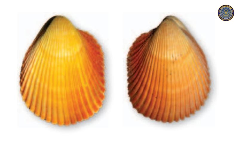 Vasticardium somnueki