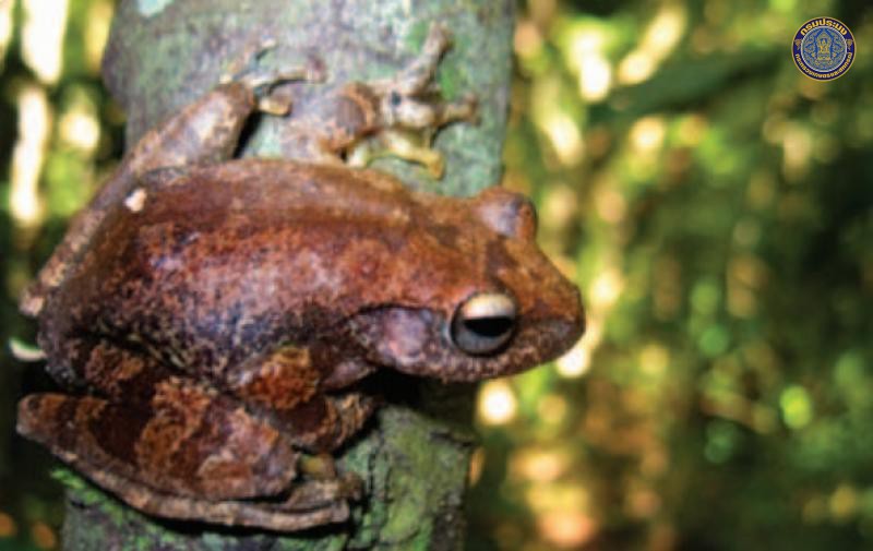 Zhanggixalus jarujini