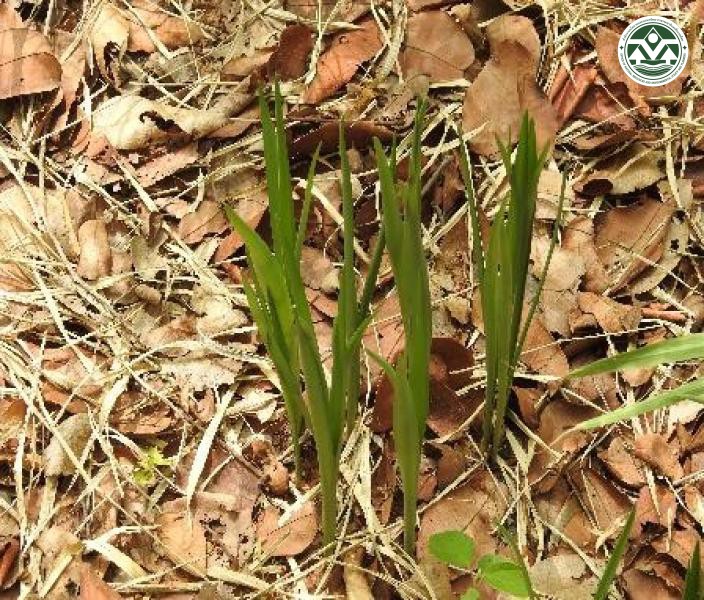 Amorphophallus konjac