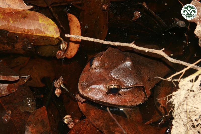 Limnonectes malesianus