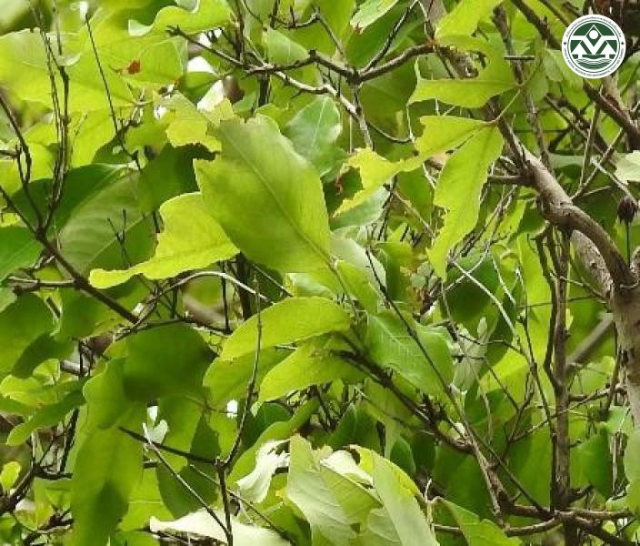 Cratoxylum formosum