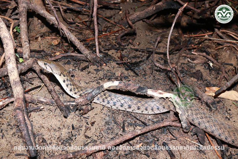 Xenochrophis piscator
