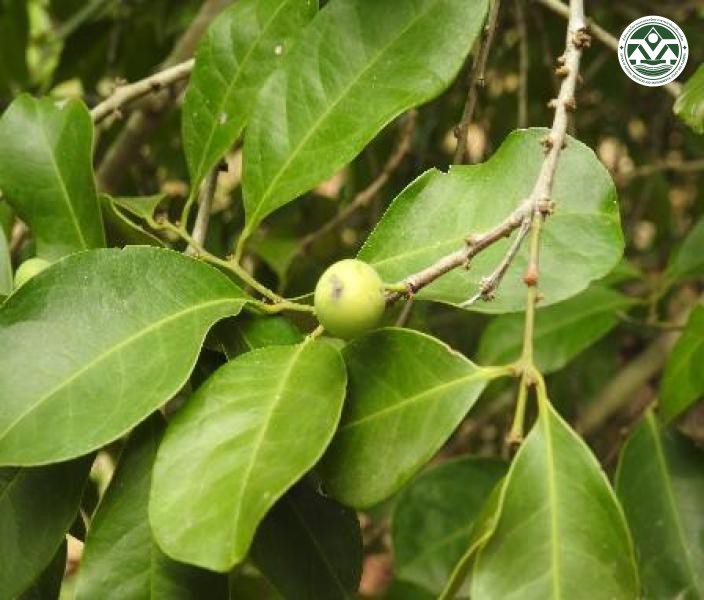 Salacia chinensis
