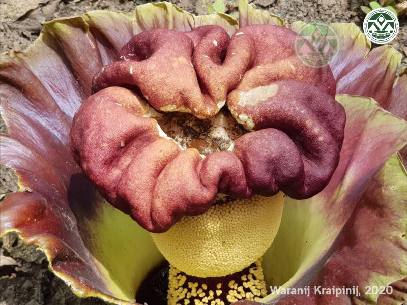 Amorphophallus paeoniifolius