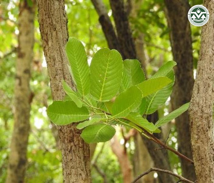 Shorea siamensis