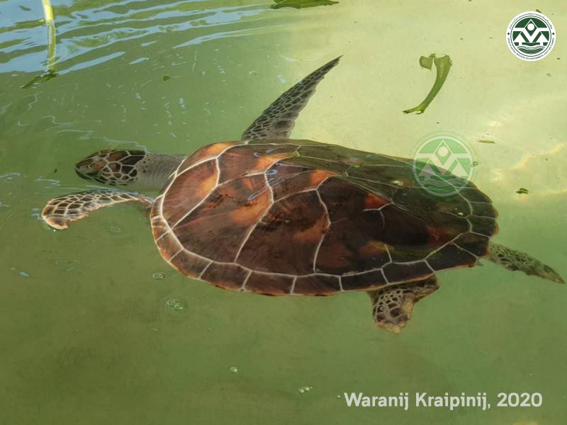 Chelonia mydas