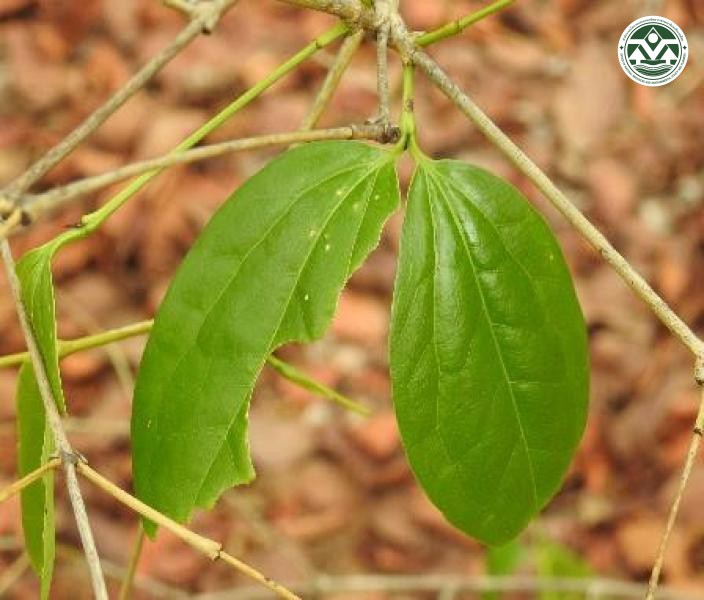 Strychnos nux-vomica