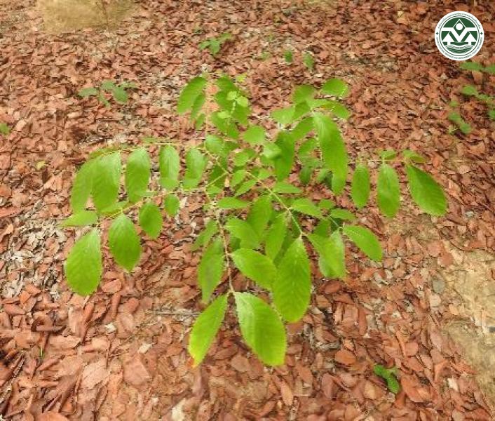  Xylia xylocarpa