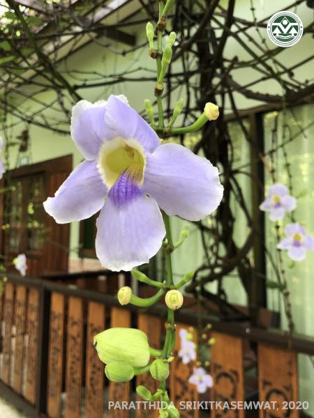 Thunbergia grandiflora