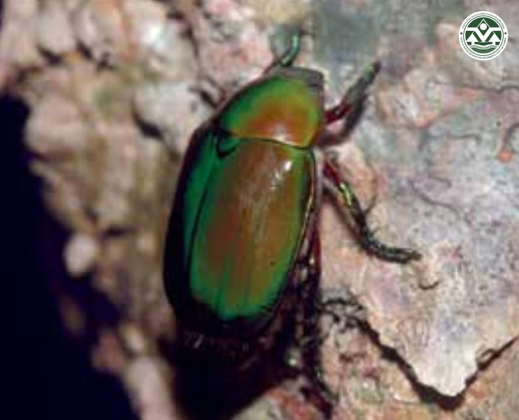 Anomala cupripes
