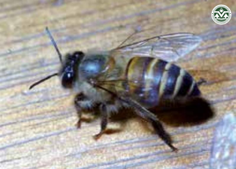Apis cerana