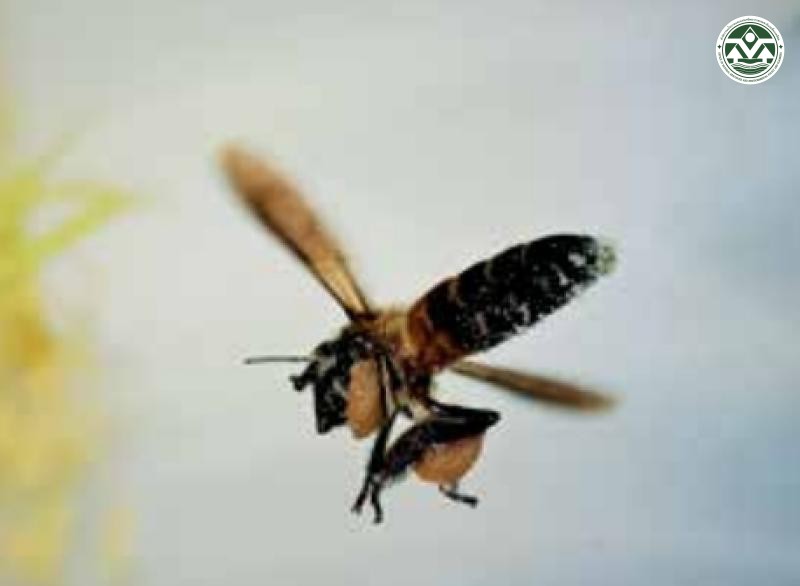 Apis dorsata