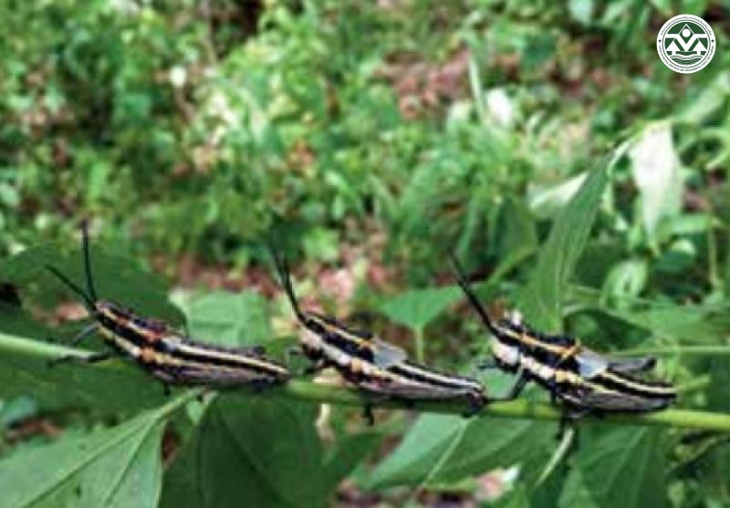 Aularches miliaris