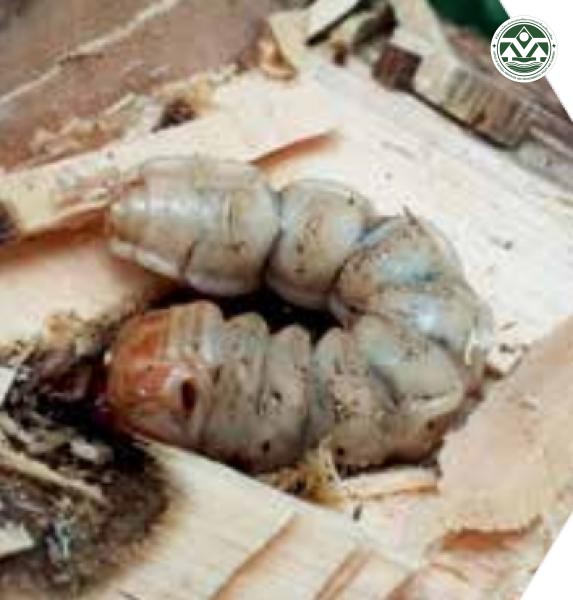 Batocera rubus
