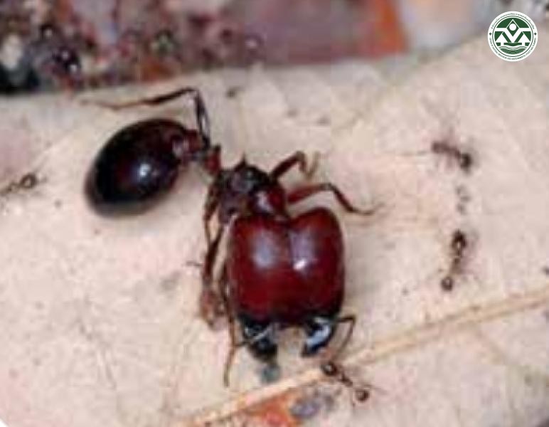 Carebara diversa