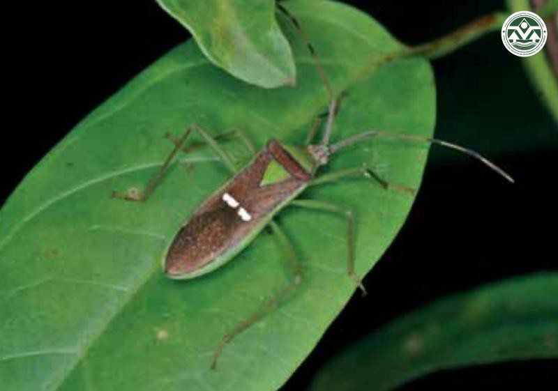 Cletus trigonus