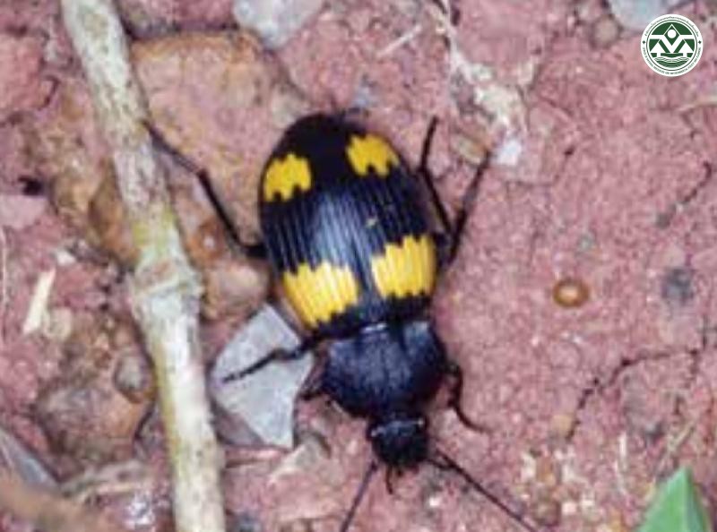 Craspedophorus sublaevis
