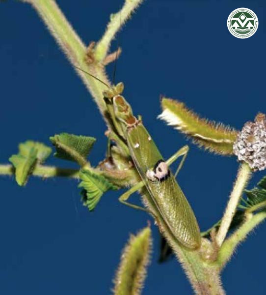 Creobroter gemmatus
