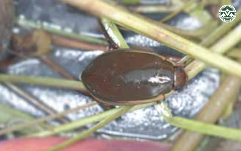 Cybister limbatus